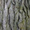 Arme :  Oak Bark 
Dernire mise  jour le :  06-10-2014 