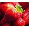 Arme :  Wild Strawberry 
Dernire mise  jour le :  06-10-2014 