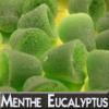 Arme :  Menthe Eucalyptus 
Dernire mise  jour le :  03-07-2014 