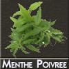 Arme :  Menthe Poivree 
Dernire mise  jour le :  22-09-2014 