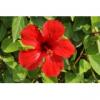 Arme :  Hibiscus 
Dernire mise  jour le :  23-09-2014 