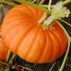 Arme :  Pumpkin 
Dernire mise  jour le :  24-08-2014 