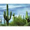 Arôme :  Cactus 
Dernière mise à jour le :  18-10-2020 