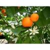 Flavor :  mandarine italie by Solubarome